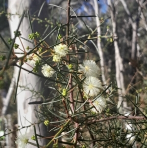 Acacia genistifolia at Aranda Bushland - 26 May 2024 02:27 PM