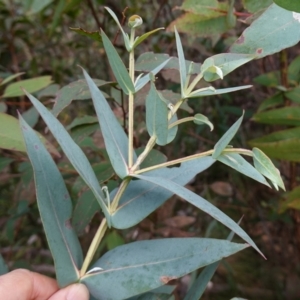 Eucalyptus nitens at suppressed - suppressed