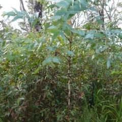 Eucalyptus nitens at suppressed - suppressed