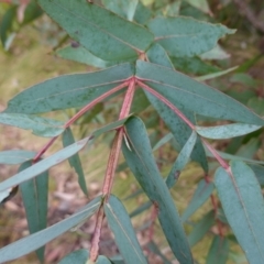 Eucalyptus nitens at suppressed - suppressed