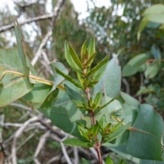 Eucalyptus nitens at suppressed - suppressed