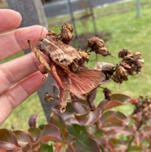 Oxycanus australis at QPRC LGA - 7 May 2024 10:55 AM