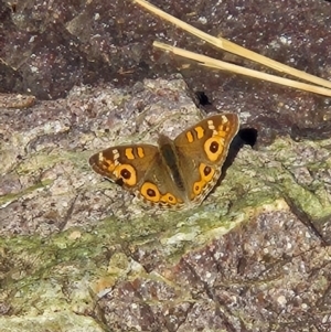 Junonia villida at Lower Molonglo - 27 May 2024 12:08 PM