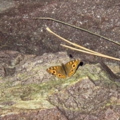 Junonia villida at Lower Molonglo - 27 May 2024 12:08 PM