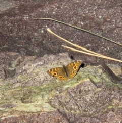 Junonia villida at Lower Molonglo - 27 May 2024