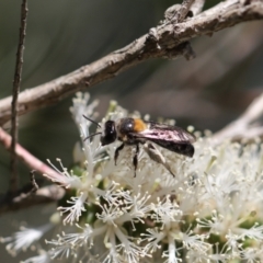 Leioproctus (Exleycolletes) cristatus (Formerly Electrolytes) at Buangla, NSW - 27 Oct 2019 by PaperbarkNativeBees