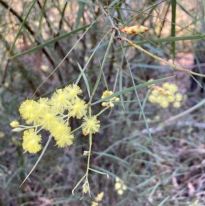 Acacia iteaphylla at Bruce Ridge - 26 May 2024