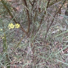 Acacia iteaphylla at Bruce Ridge - 26 May 2024 02:48 PM