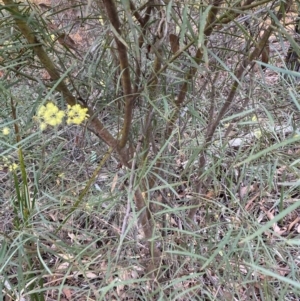 Acacia iteaphylla at Bruce Ridge - 26 May 2024 02:48 PM