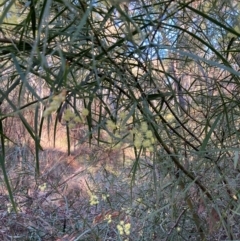 Acacia iteaphylla at Bruce Ridge - 26 May 2024 02:48 PM