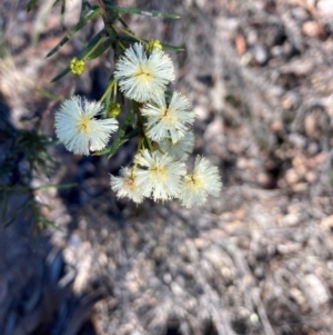 Acacia genistifolia at Bruce Ridge to Gossan Hill - 26 May 2024