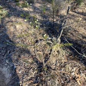 Acacia genistifolia at Bruce Ridge to Gossan Hill - 26 May 2024