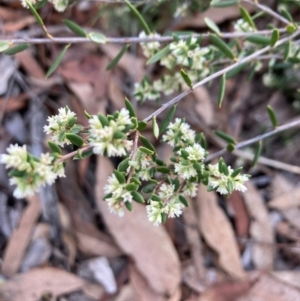 Monotoca scoparia at Bruce Ridge to Gossan Hill - 26 May 2024 02:20 PM