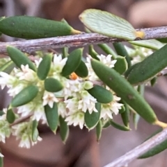 Monotoca scoparia at Bruce Ridge to Gossan Hill - 26 May 2024 02:20 PM