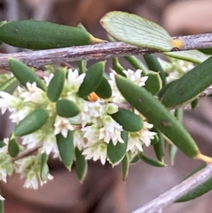 Monotoca scoparia at Bruce Ridge to Gossan Hill - 26 May 2024 02:20 PM