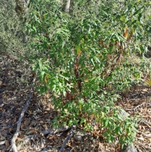 Olearia lirata at Wanniassa Hill - 27 May 2024