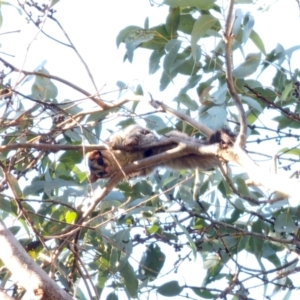 Petaurus notatus at QPRC LGA - 27 May 2024 01:01 PM