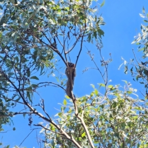 Petaurus notatus at QPRC LGA - 27 May 2024 01:01 PM