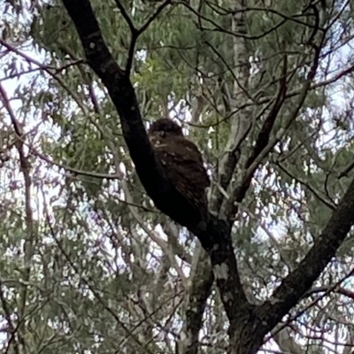 Ninox boobook (Southern Boobook) at Callala Bay, NSW - 8 May 2024 by AJB