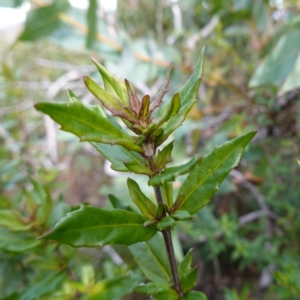 Prostanthera lasianthos at QPRC LGA - 25 May 2024 12:31 PM