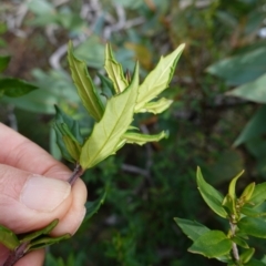 Prostanthera lasianthos at QPRC LGA - 25 May 2024 12:31 PM