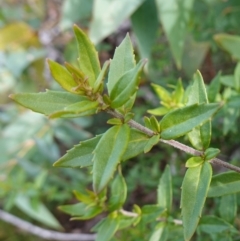 Prostanthera lasianthos at QPRC LGA - 25 May 2024 12:31 PM