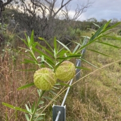 Gomphocarpus physocarpus (Balloon Cotton Bush) at Vincentia, NSW - 7 May 2024 by AJB