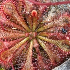 Drosera spatulata (Common Sundew) at Wingecarribee Local Government Area - 1 May 2024 by AJB