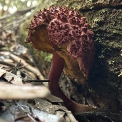 Unidentified Cap on a stem; pores below cap [boletes & stemmed polypores] at Wingecarribee Local Government Area - 9 Apr 2024 by AJB