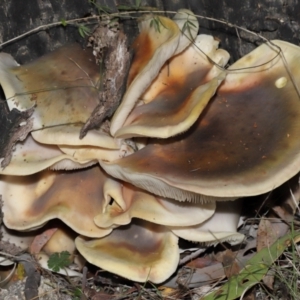 Omphalotus nidiformis at Gibraltar Pines - 26 May 2024