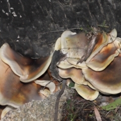 Omphalotus nidiformis at Gibraltar Pines - 26 May 2024