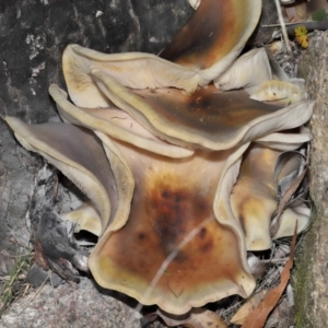 Omphalotus nidiformis at Gibraltar Pines - 26 May 2024