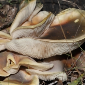 Omphalotus nidiformis at Gibraltar Pines - 26 May 2024