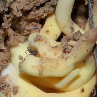 Entomobryomorpha (order) (Entomobryomorph springtail) at Tidbinbilla Nature Reserve - 26 May 2024 by TimL