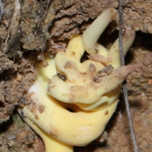 Entomobryomorpha (order) at Tidbinbilla Nature Reserve - 26 May 2024 12:33 PM