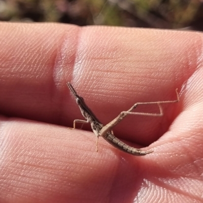 Keyacris scurra (Key's Matchstick Grasshopper) at QPRC LGA - 27 May 2024 by clarehoneydove