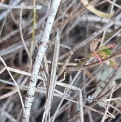 Keyacris scurra at QPRC LGA - suppressed