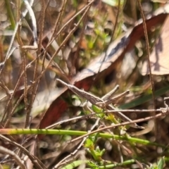 Keyacris scurra at QPRC LGA - suppressed