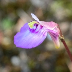 Utricularia dichotoma (Fairy Aprons, Purple Bladderwort) at Mundamia, NSW - 14 Sep 2023 by AJB