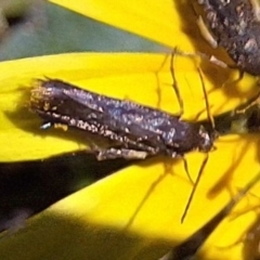 Eretmocera (genus) (Scythrididae family) at Mount Majura - 13 May 2024 by JenniM