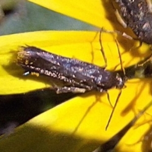 Eretmocera (genus) (Scythrididae family) at Mount Majura - 13 May 2024 12:51 PM