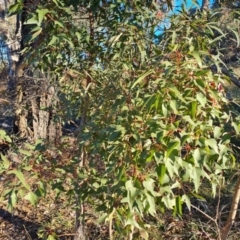 Brachychiton populneus subsp. populneus (Kurrajong) at Wanniassa Hill - 27 May 2024 by Mike