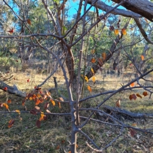 Pyrus calleryana at Wanniassa Hill - 27 May 2024 03:11 PM