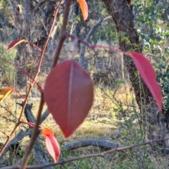 Pyrus calleryana at Wanniassa Hill - 27 May 2024