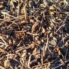 Papyrius sp. (genus) at Wanniassa Hill - suppressed