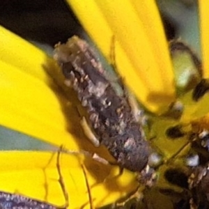 Eretmocera (genus) (Scythrididae family) at Mount Majura - 13 May 2024 12:51 PM