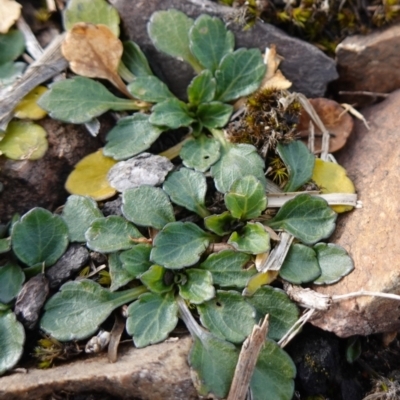 Viola improcera (Dwarf Violet) at QPRC LGA - 25 May 2024 by RobG1