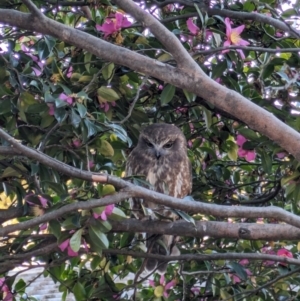 Ninox boobook at Watson, ACT - 27 May 2024 03:47 PM