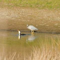 Microcarbo melanoleucos (Little Pied Cormorant) at Symonston, ACT - 27 May 2024 by CallumBraeRuralProperty