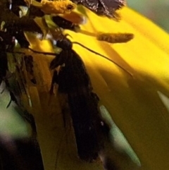 Eretmocera (genus) (Scythrididae family) at Mount Majura - 13 May 2024 by JenniM